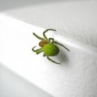 Grüne Spinne in meinem Zimmer