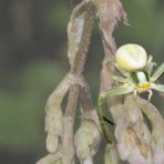 grüne Spinne mit gelbem Gesicht