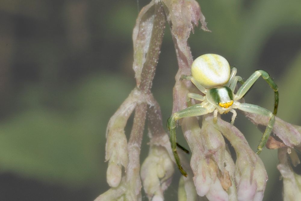 grüne Spinne mit gelbem Gesicht