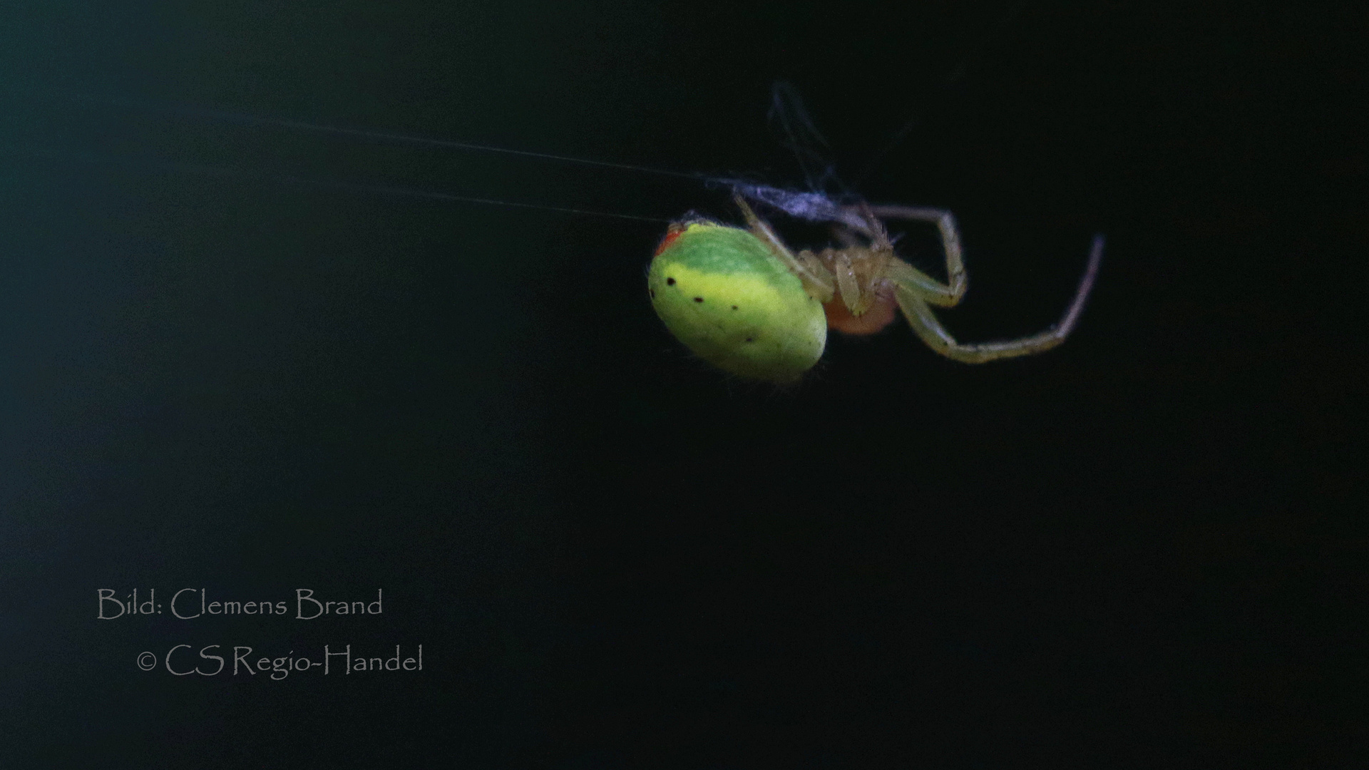 Grüne Spinne, very spooky 