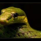 grüne Spitzkopfnatter