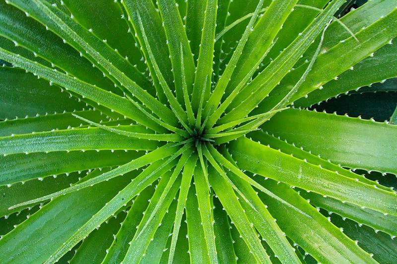 Grüne Stachelpflanze Foto & Bild anfängerecke nachgefragt, natur