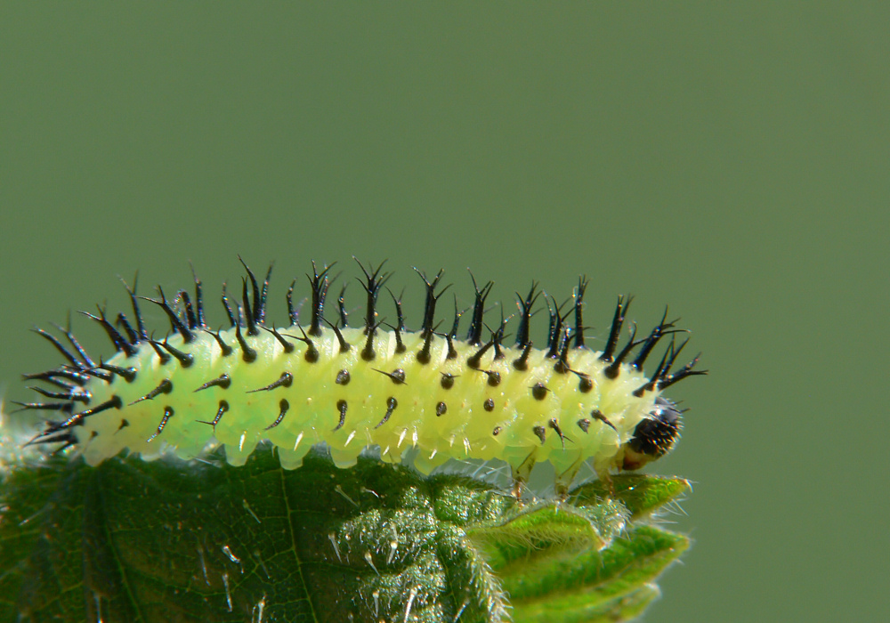 Grüne Stachelwalze