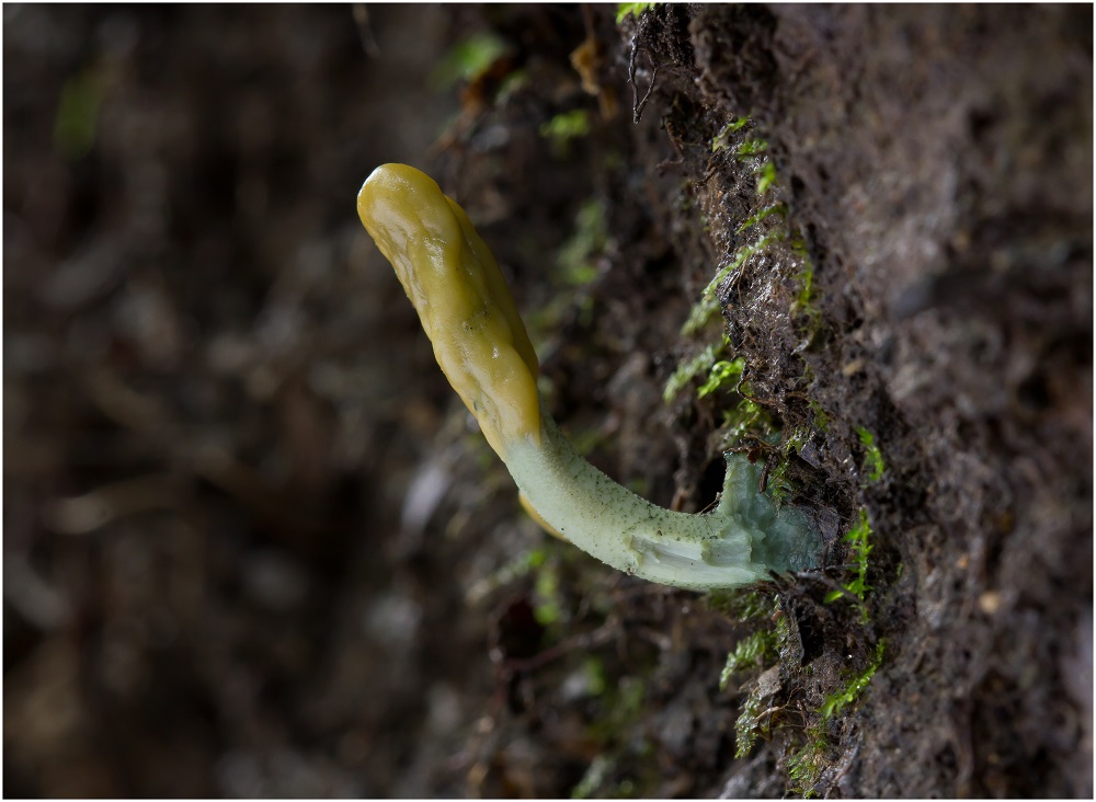 Grüne Stielzunge (Microglossum viride)