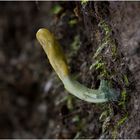 Grüne Stielzunge (Microglossum viride)