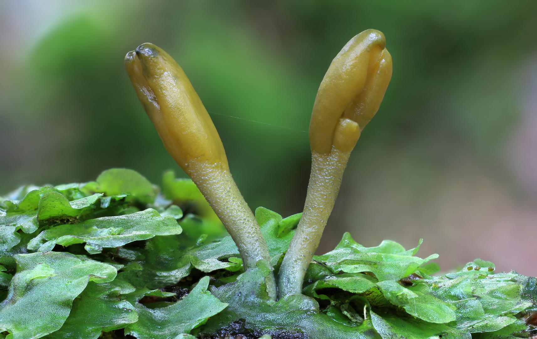 Grüne Stielzunge (Microglossum viride)