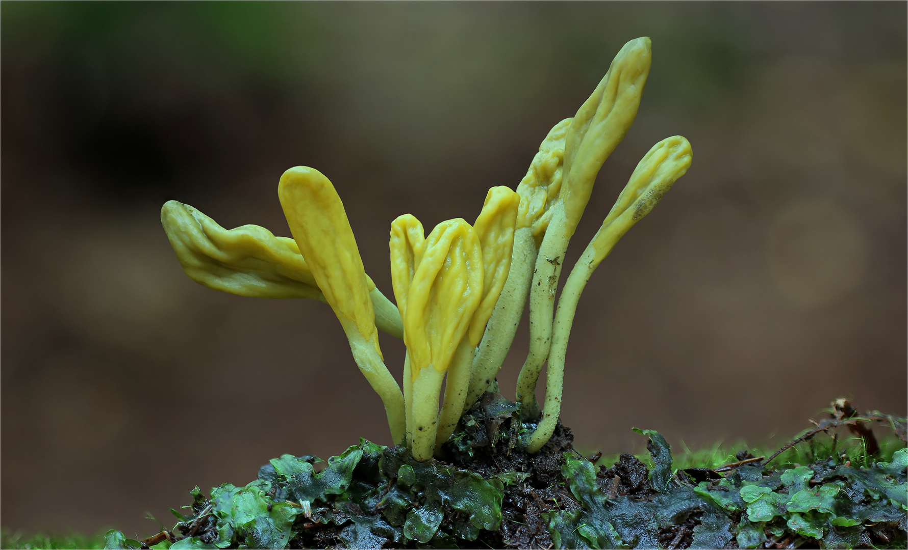 Grüne Stielzunge (Microglossum viride, syn. Geoglossum viride und Leptoglossum viride)