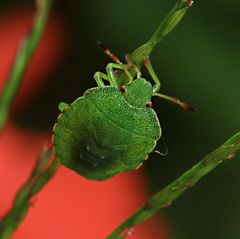 Grüne Stinkwanze