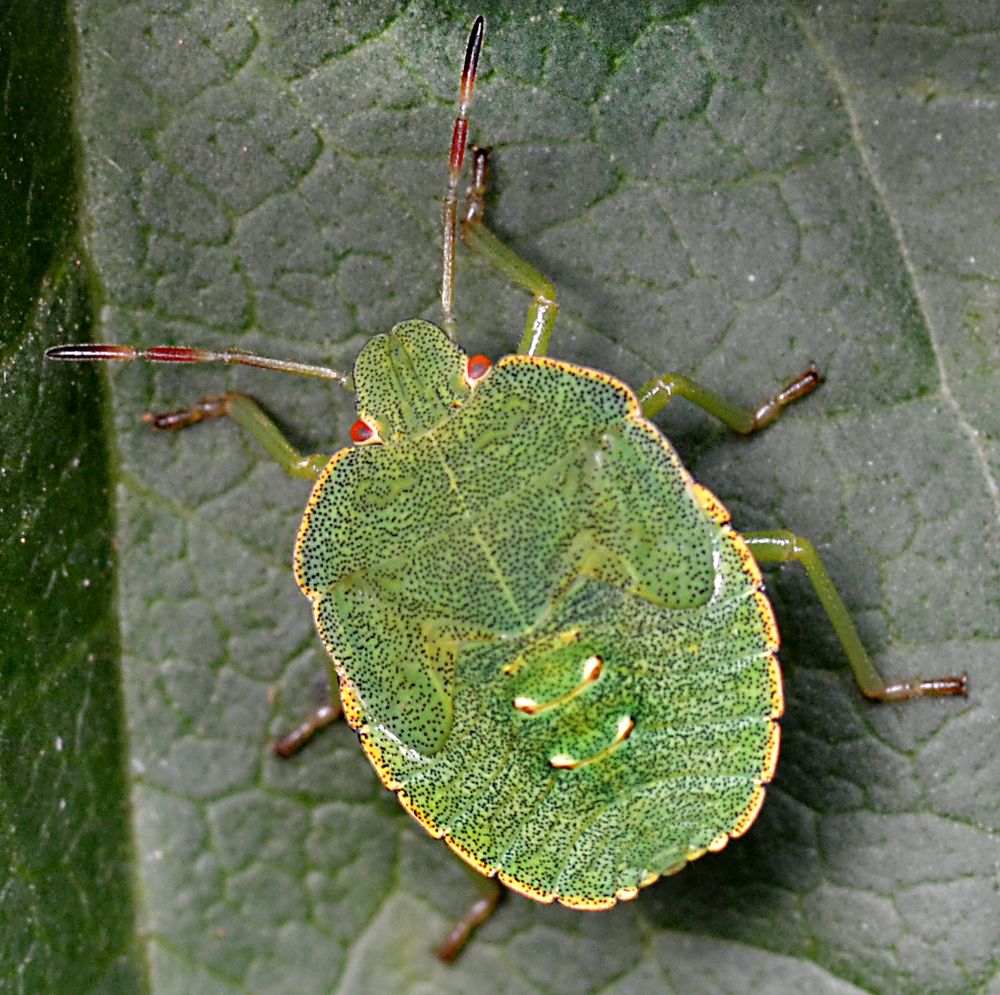 Grüne Stinkwanze Foto &amp; Bild fotos, natur, insekten