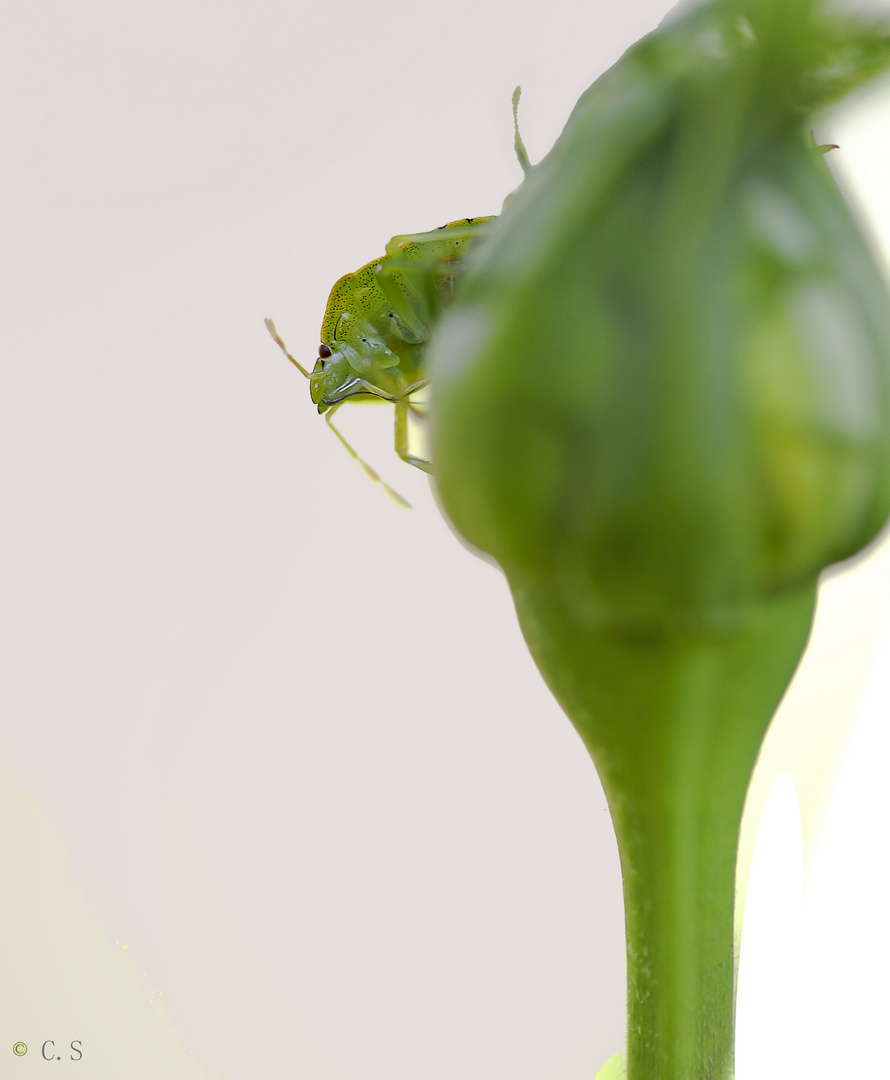 Grüne Stinkwanze an Rosenknospe