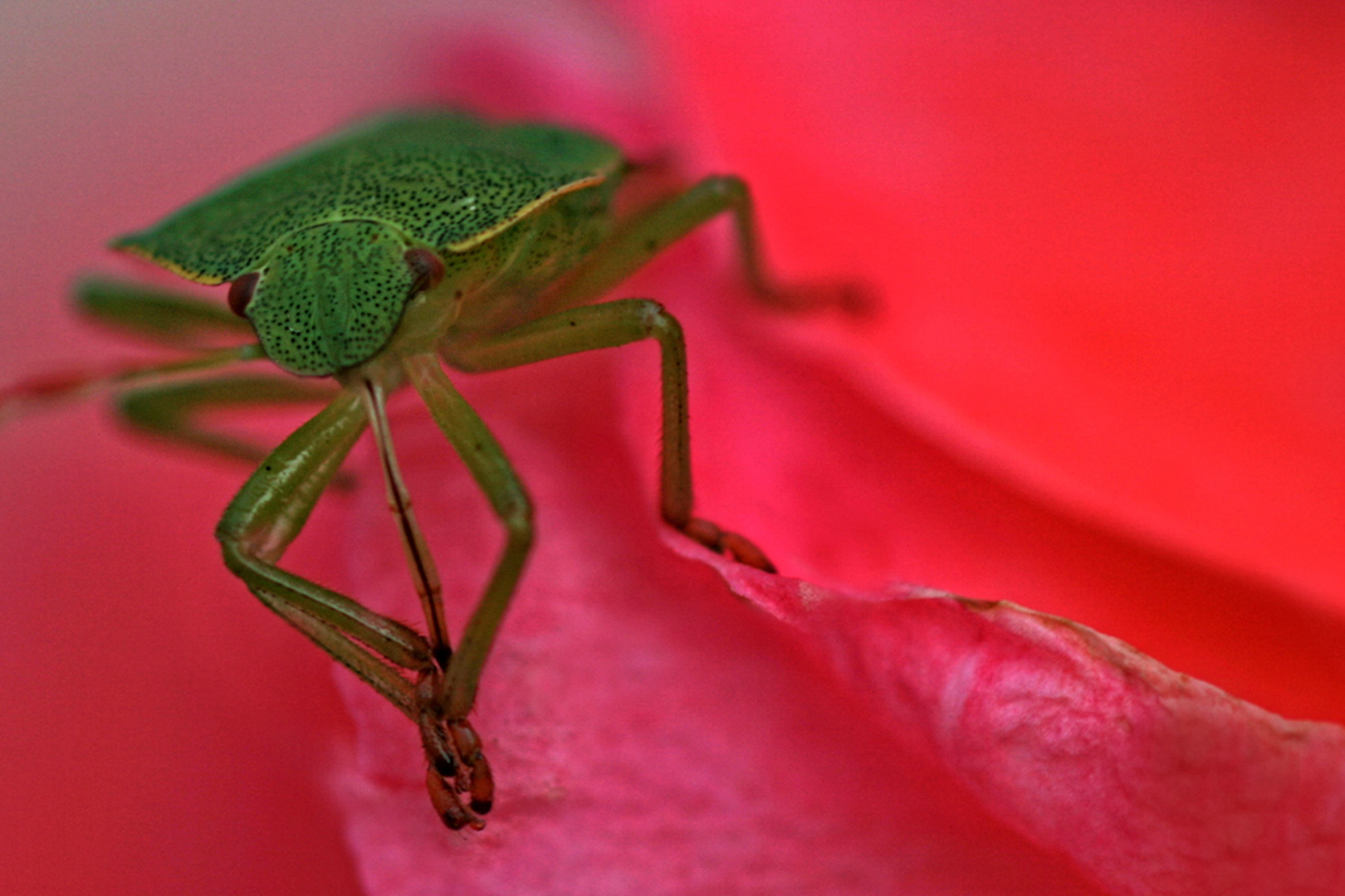 Grüne Stinkwanze auf Geranienblüte