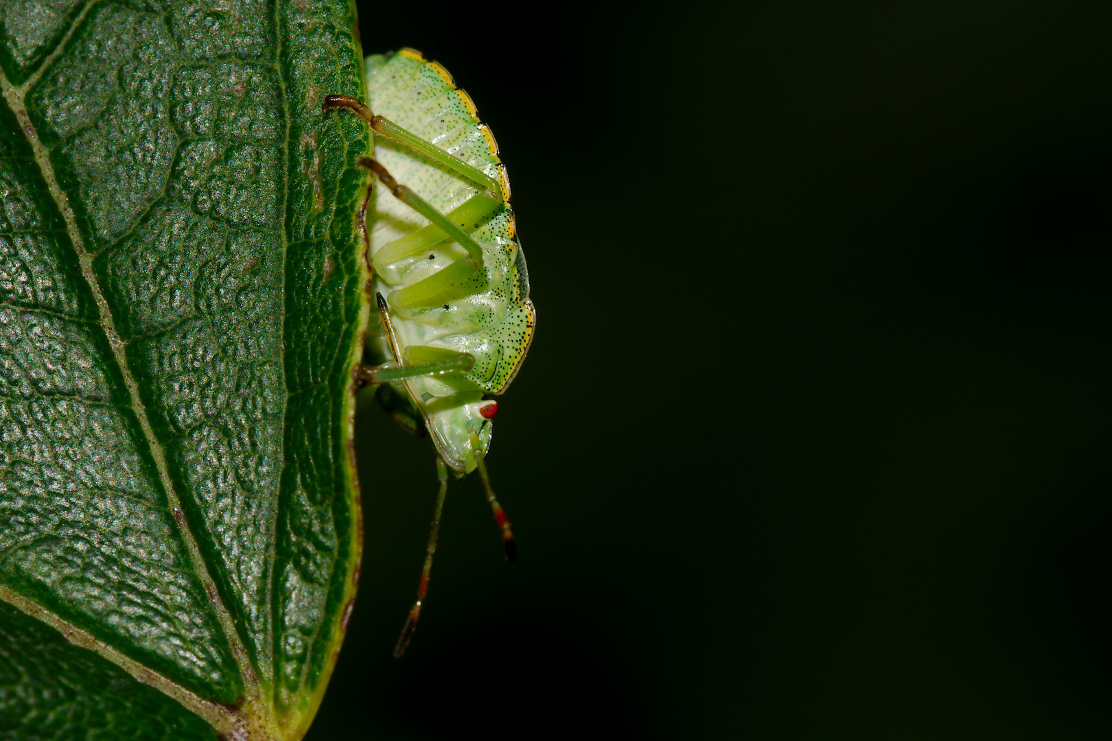 Grüne Stinkwanze Nymphe 2