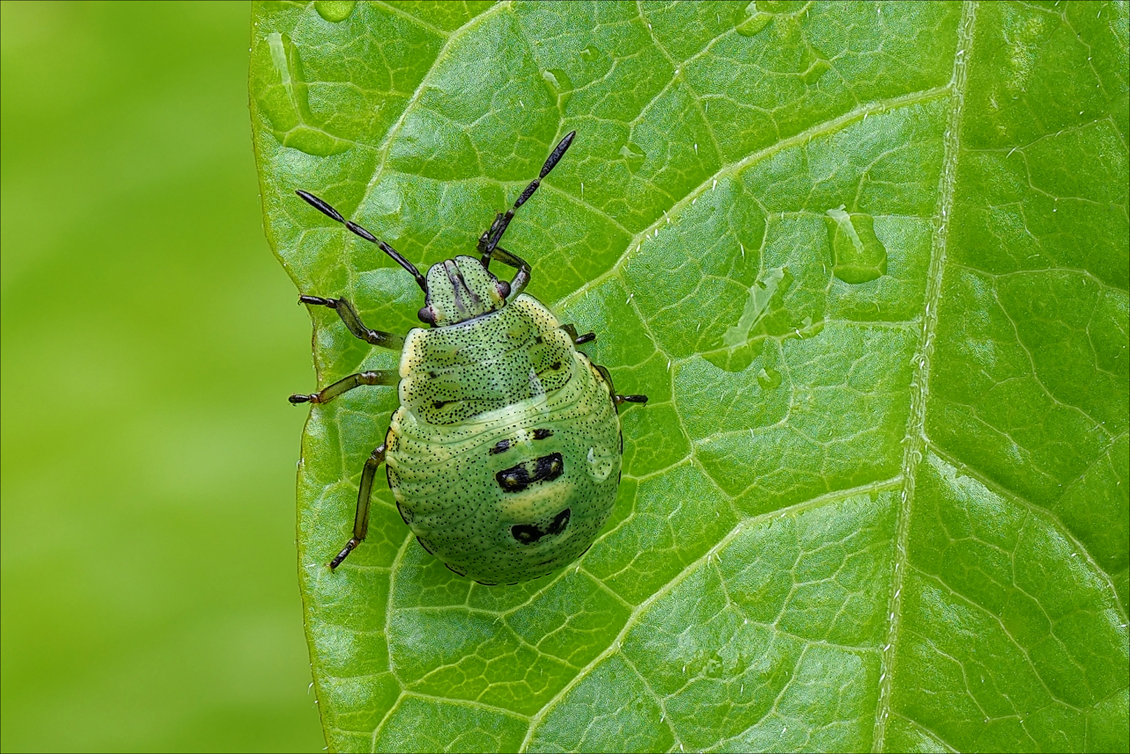 grüne Stinkwanze Nymphe