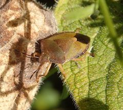 Grüne Stinkwanze (Palomena prasina)