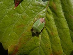 Grüne Stinkwanze (Palomena prasina)