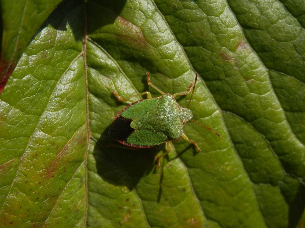 Grüne Stinkwanze (Palomena prasina)