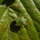 Grüne Stinkwanze (Palomena prasina)