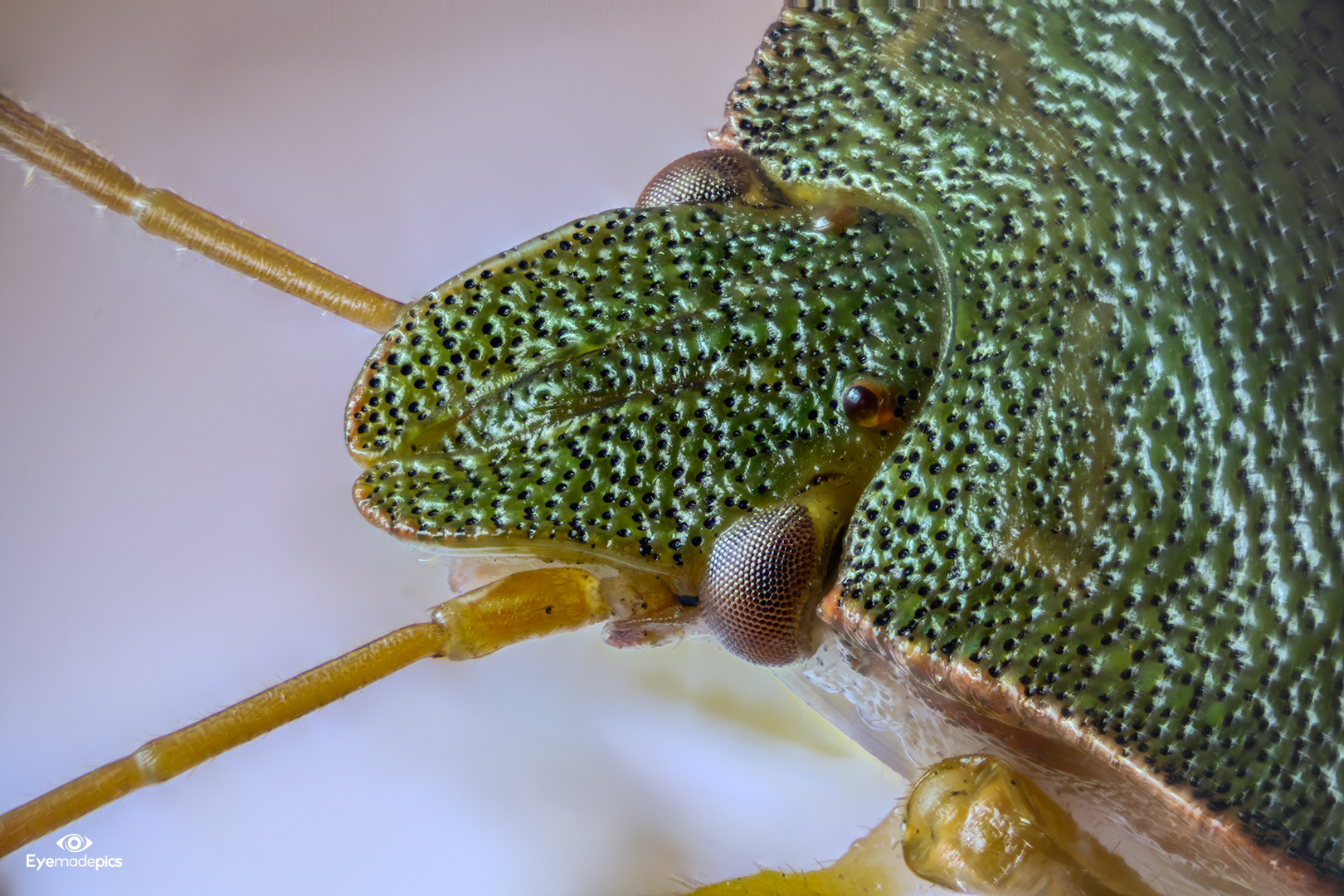 Grüne Stinkwanze (Palomena prasina)