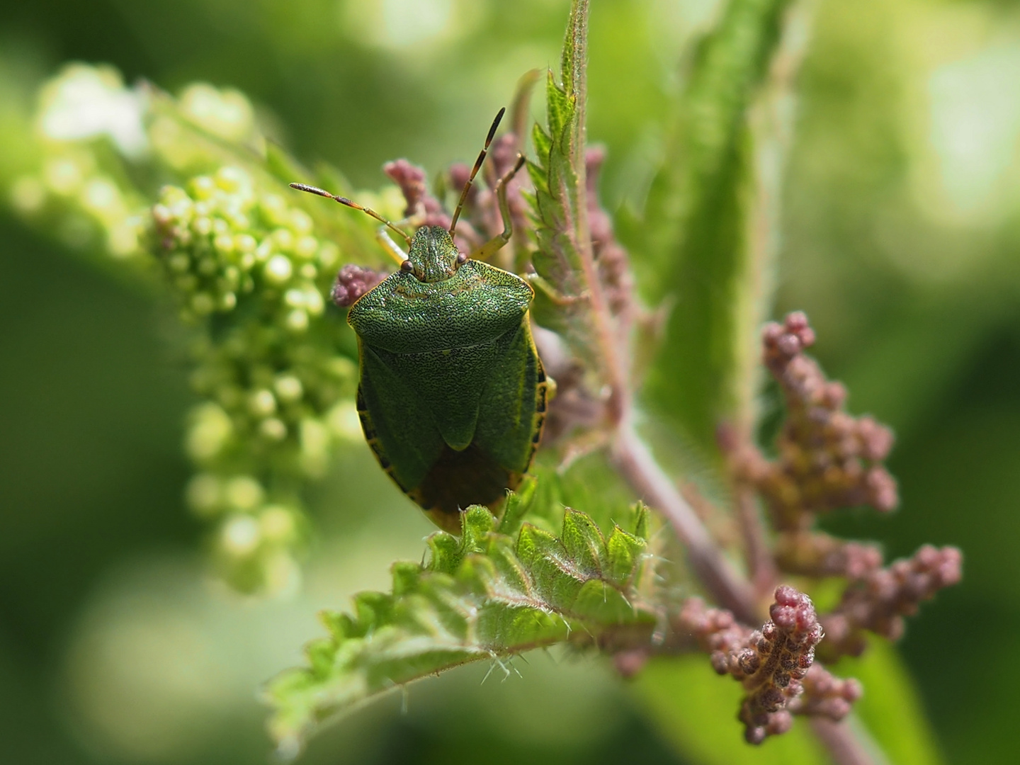 Grüne Stinkwanze (Palomena prasina)