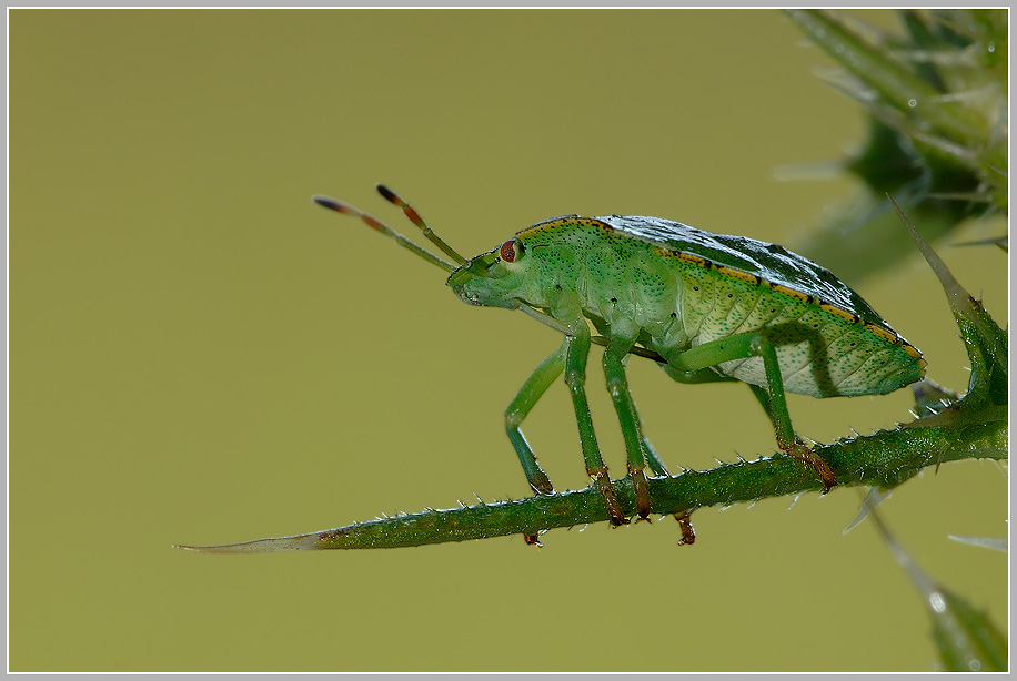 Grüne Stinkwanze (Palomena prasina)