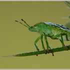 Grüne Stinkwanze (Palomena prasina)