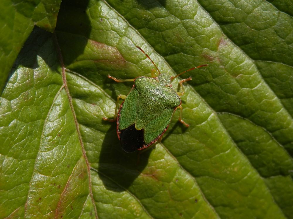 Grüne Stinkwanze (Palomena prasina)