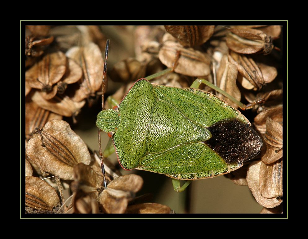 Grüne Stinkwanze (Palomena prasina)