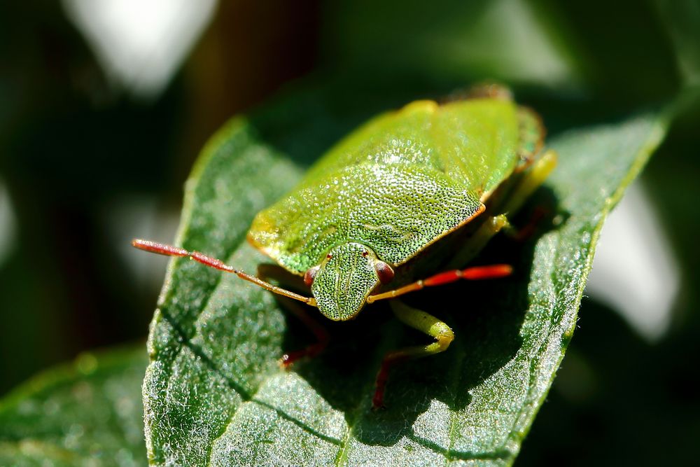 Grüne Stinkwanze (Palomena prasina)