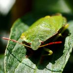 Grüne Stinkwanze (Palomena prasina)