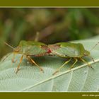 Grüne Stinkwanze (Palomena prasina)