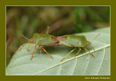 Grüne Stinkwanze (Palomena prasina)