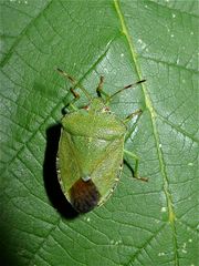 Grüne Stinkwanze (Palomena prasina) am zweiten Tag ihrer "Volljährigkeit"