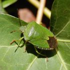 Grüne Stinkwanze (Palomena prasina) auf Efeu