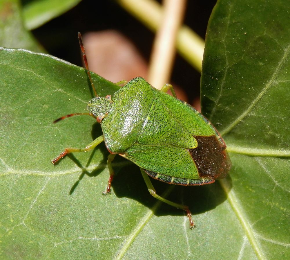 Grüne Stinkwanze (Palomena prasina) auf Efeu