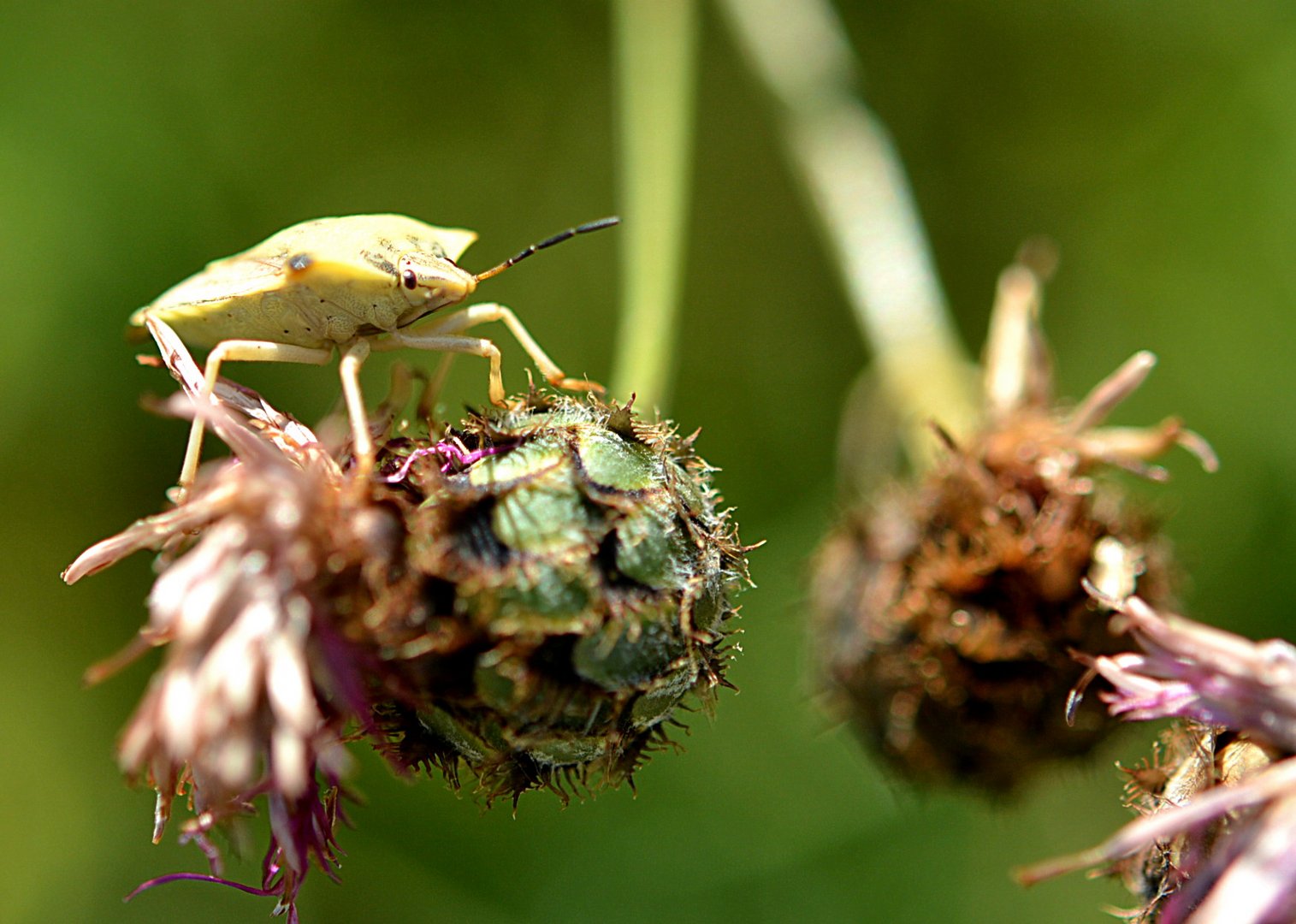 Grüne Stinkwanze (Palomena prasina) auf Skabiosenflockenblume