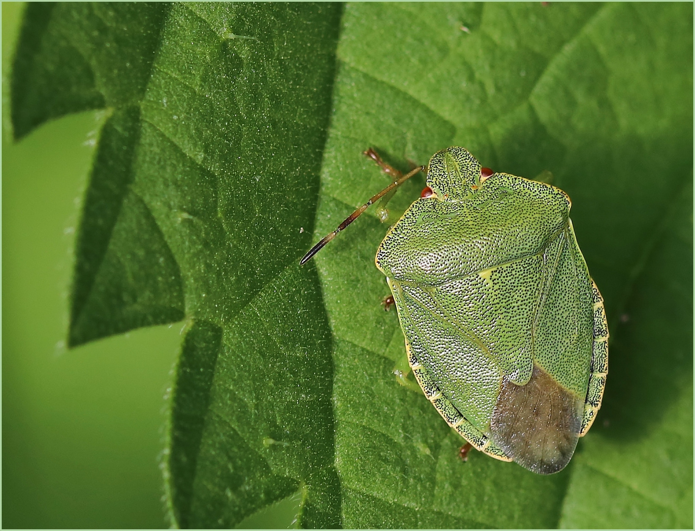 Grüne Stinkwanze (Palomena prasina).