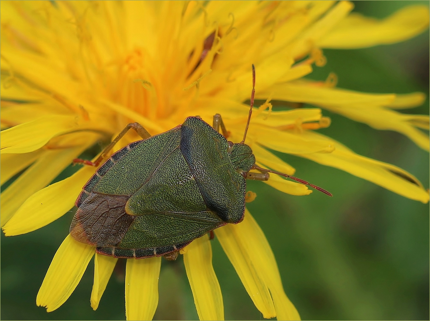 Grüne Stinkwanze (Palomena prasina)...