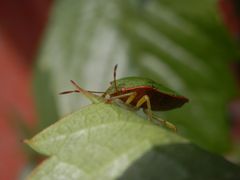 Grüne Stinkwanze (Palomena prasina)