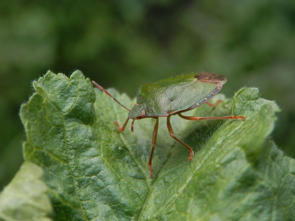 Grüne Stinkwanze (Palomena prasina) - Imago