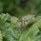 Grüne Stinkwanze (Palomena prasina) - Imago