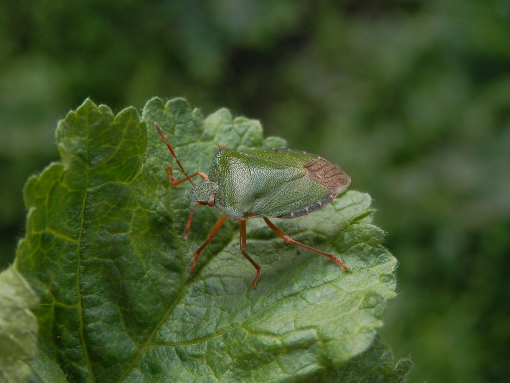 Grüne Stinkwanze (Palomena prasina) - Imago