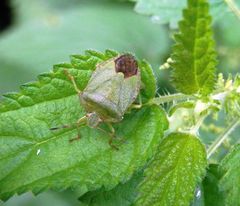 Grüne Stinkwanze (Palomena prasina) - Imago auf Brennnessel