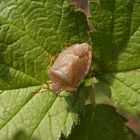 Grüne Stinkwanze (Palomena prasina) - Imago
