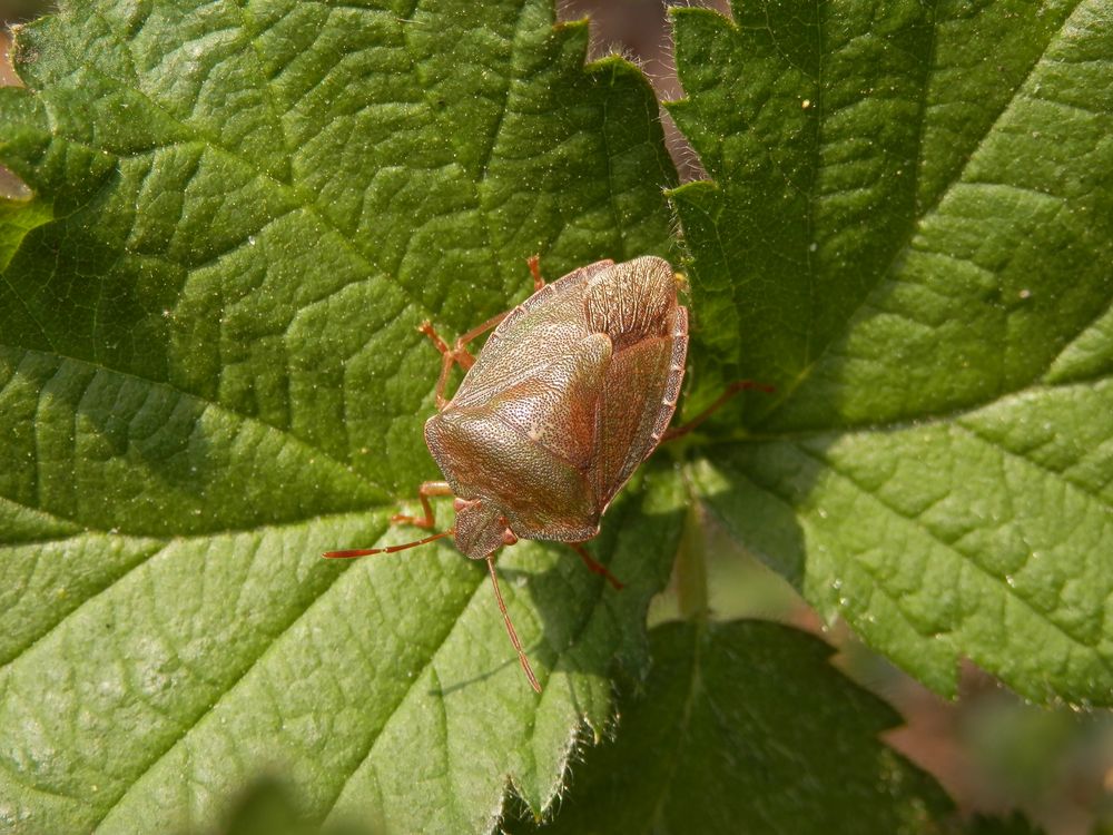 Grüne Stinkwanze (Palomena prasina) Imago Foto &amp; Bild
