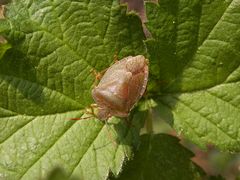 Grüne Stinkwanze (Palomena prasina) - Imago