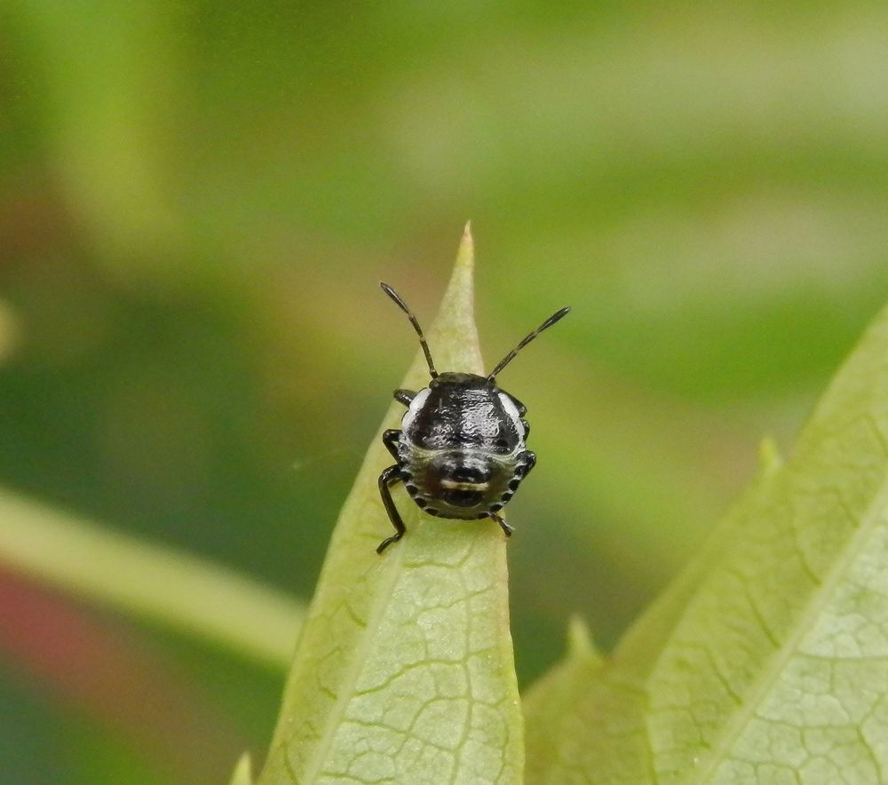 Grüne Stinkwanze (Palomena prasina) - L2-Larve