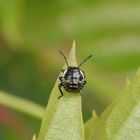 Grüne Stinkwanze (Palomena prasina) - L2-Larve