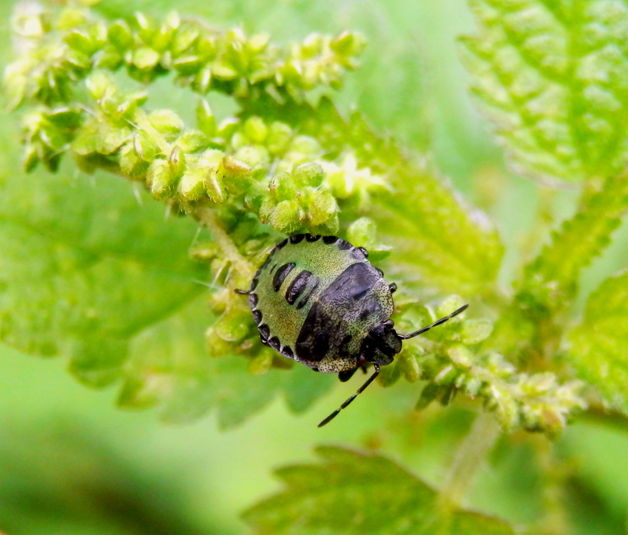 Grüne Stinkwanze (Palomena prasina) - L4-Larve auf Brennnessel