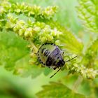 Grüne Stinkwanze (Palomena prasina) - L4-Larve auf Brennnessel