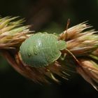 Grüne Stinkwanze (Palomena prasina) - L4 Larvenstadium auf Knäuelgras